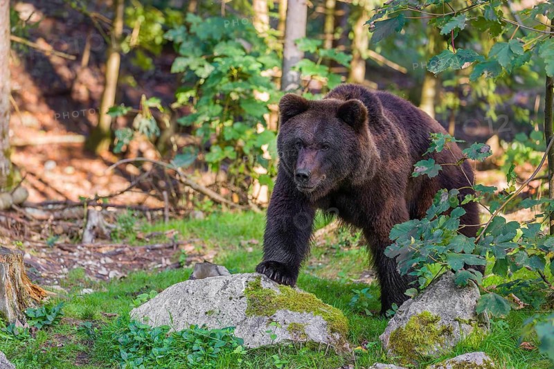 A young male Eurasian brown bear (Ursus arctos arctos) stands on a forest edge behind green vegetation, watching something