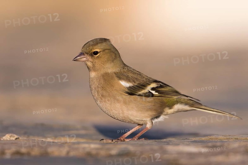 Chaffinch - Buchfink - Fringilla coelebs ssp. coelebs, Spain, female