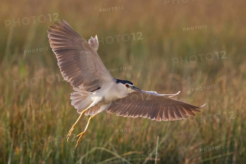 Black-crowned Night Heron (Nycticorax nycticorax) flying, Mallorca, Spain