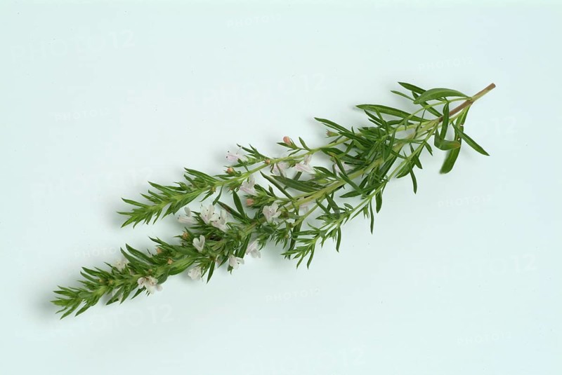 Summer savory (Satureja hortensis), also garden savory, true savory, pepperwort, family of the labiates, used since ancient times as a medicinal plant and spice plant