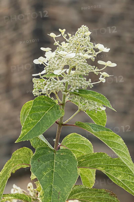 Panicle hydrangea (Hydrangea paniculata 'Shikoku Flash'), RHS Bridgewater, Great Britain
