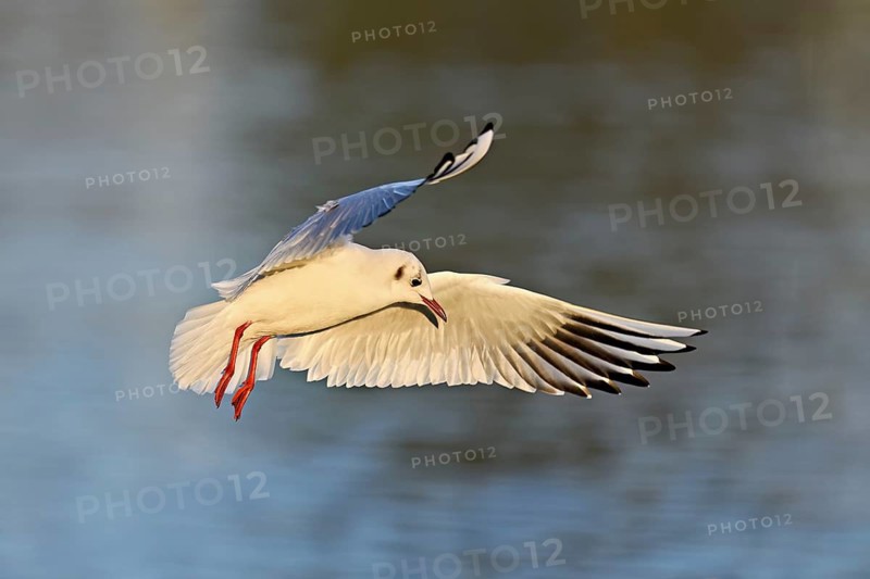 Black-headed Black-headed Gull (Larus ridibundus), in flight, Lake Zug, Canton Zug, Switzerland