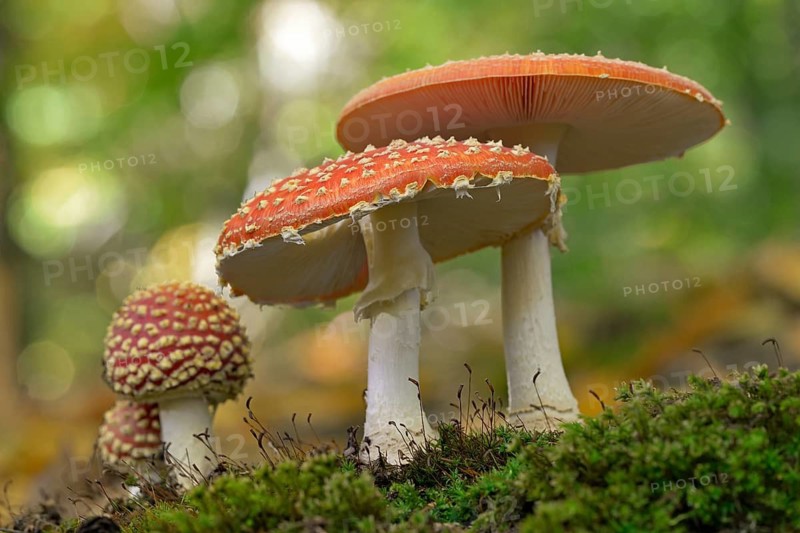 Fly agaric (Amanita muscaria), small and large fruiting bodies, North Rhine-Westphalia, Germany