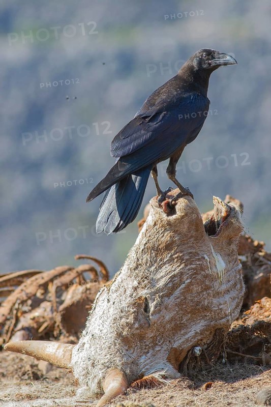 Northern Raven (Corvus corax) perched on the head of a skeletonized cow, Uvac, Serbia