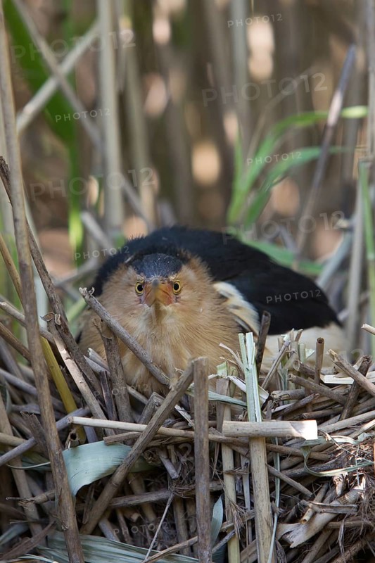 Little Bittern (Ixobrychus minutus) male at nest, Nizhegorodskaya, Russia