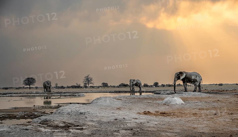 African elephant (Loxodonta africana), three elephants drinking at a waterhole, dramatic clouds at sunset, Nxai Pan National Park, Botswana