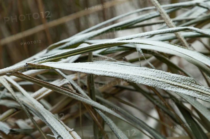 Grass covered with hoarfrost. Abstract floral background, garden and winter concept. Frost texture, close up, side view