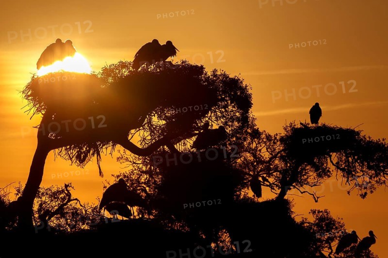 White Stork (Ciconia ciconia), Andalusia, Spain