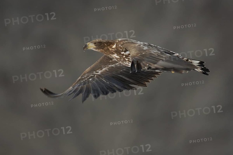 White-tailed Eagle (Haliaeetus albicilla) flying, Hokkaido, Japan