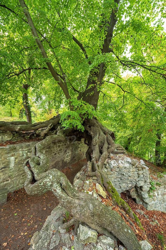 Old gnarled lime tree grows on the walls of a castle ruin, exposed roots form a gate, Lauenburg, Harz, Saxony-Anhalt, Germany