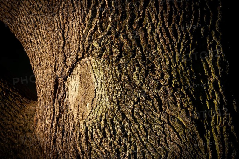 Oak trunk (Quercus robur), Natural History Museum Stuttgart, Rosenstein Castle, Rosenstein Park, Stuttgart, Baden-Württemberg