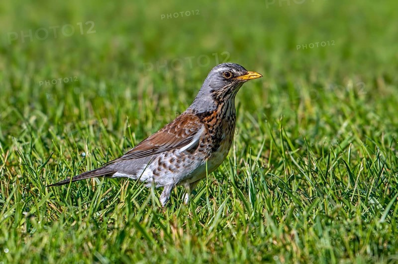 Fieldfare (Turdus pilaris) adult foraging in grassland, meadow