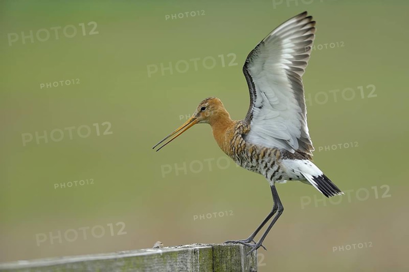 Uferschnepfe (Limosa limosa), Black-tailed Godwit, landender Altvogel auf Sitzwarte, Mai, Nijkerk, Niederlande