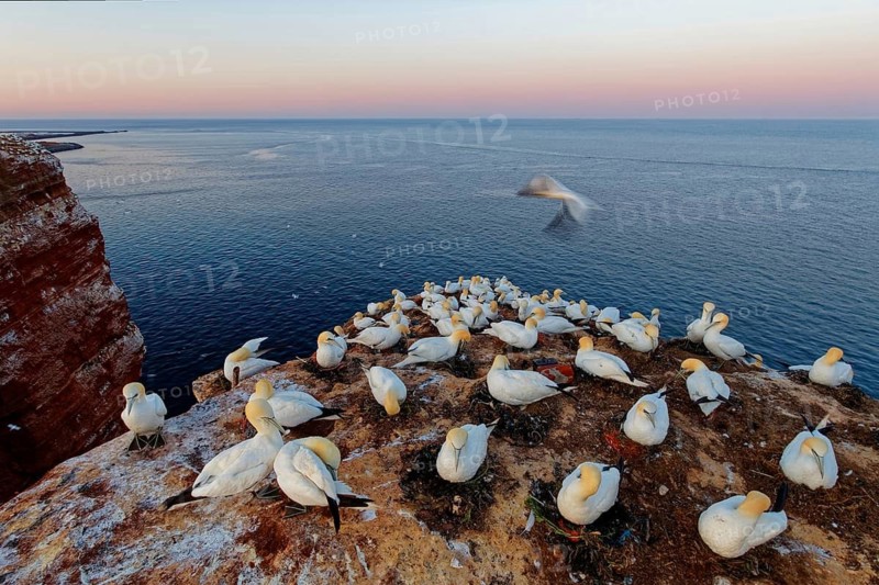 Northern Gannet (Morus bassanus) colony, Schleswig-Holstein, Germany