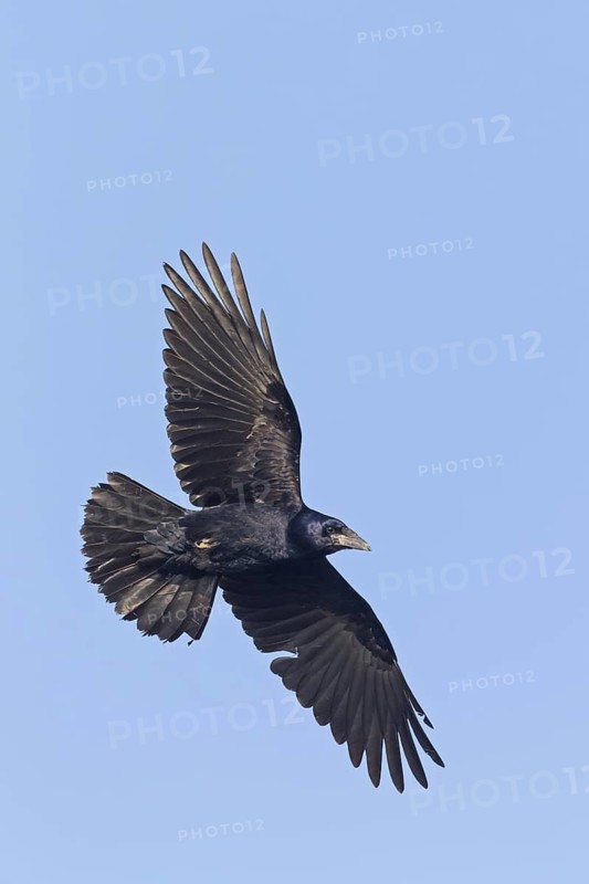 Rook, (Corvus frugilegus), animals, birds, crows, raven family, flight photo, motorway service area Wonnegau Ost, Worms district, Rhineland-Palatinate, Federal Republic of Germany