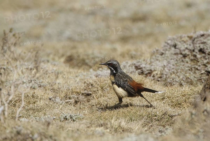 Drakensberg Rockjumper (Chaetops aurantius), Natal, South Africa