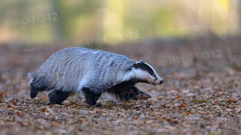 European badger (Meles meles), foraging in a beech forest, Swabian Alb biosphere reserve, Baden-Württemberg, Germany