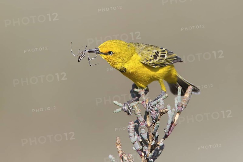 Yellow Chat (Epthianura crocea) male with spider prey, Western Australia, Australia