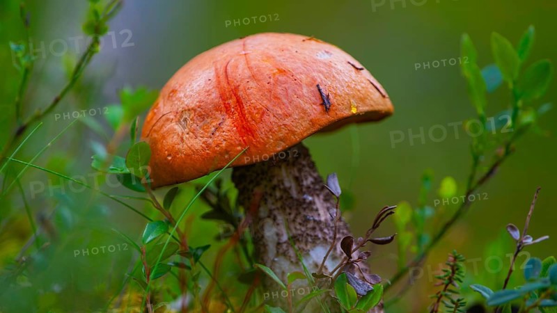 Photograph of a orange birch bolete (Leccinum versipelle), aspen red cap, red cap, red bolete, landscape format, one, nature, nature photography, nature photograph, hidden, deciduous forest red cap, mushroom, heather (Erica), portrait format, bilberry (Vaccinium myrtillus), Tynset, Innlandet, Norway