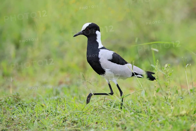 Black-headed Lapwing (Vanellus armatus), adult, foraging, Pilanesberg National Park, North West Province, South Africa