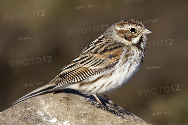Common Reed Bunting (Emberiza schoeniclus) female, Castile-La Mancha, Spain