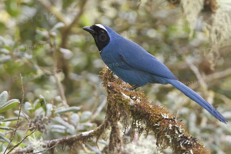 White-collared Jay (Cyanolyca viridicyana) perched on a branch in Bolivia, South America