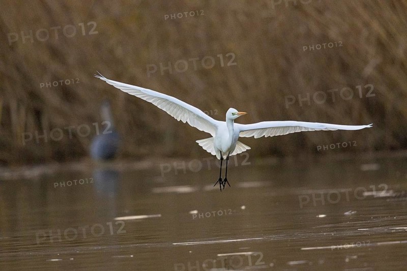 Great White Egret (Egretta alba) Germany