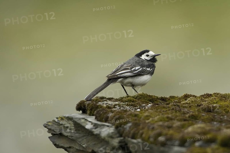 White Wagtail (Motacilla alba yarrellii), Wales, United Kingdom