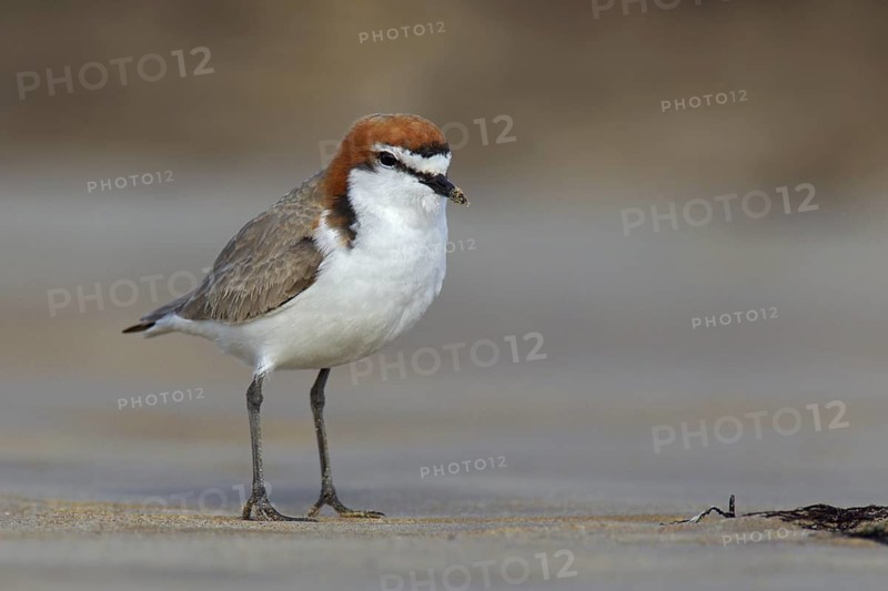 Red-capped Plover (Charadrius ruficapillus), Victoria, Australia