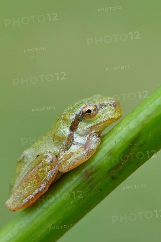 European tree frog (Hyla arborea) sitting on a branch in its natural environment, Lake Neusiedl National Park, Burgenland, Austria