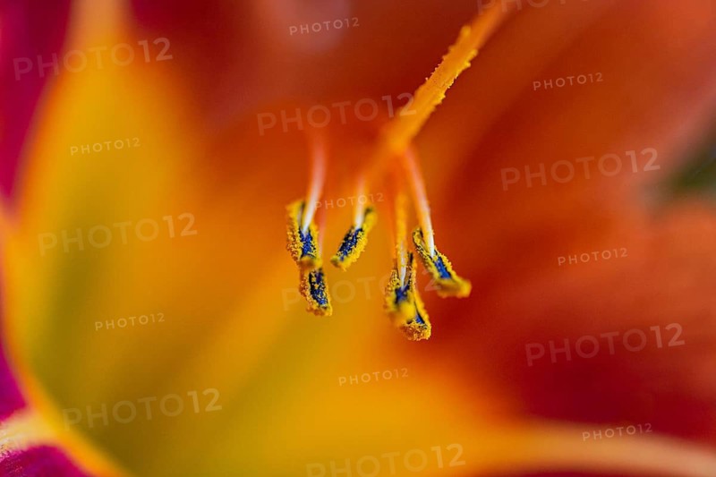 A stunning macro close-up reveals the intricate details of vibrant tiger lily flower petals, showcasing their rich colors and delicate textures in a mesmerizing display of nature's beauty