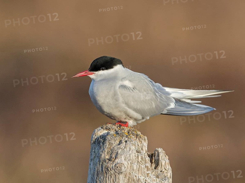 Arctic Tern (Sterna paradisaea), Iceland
