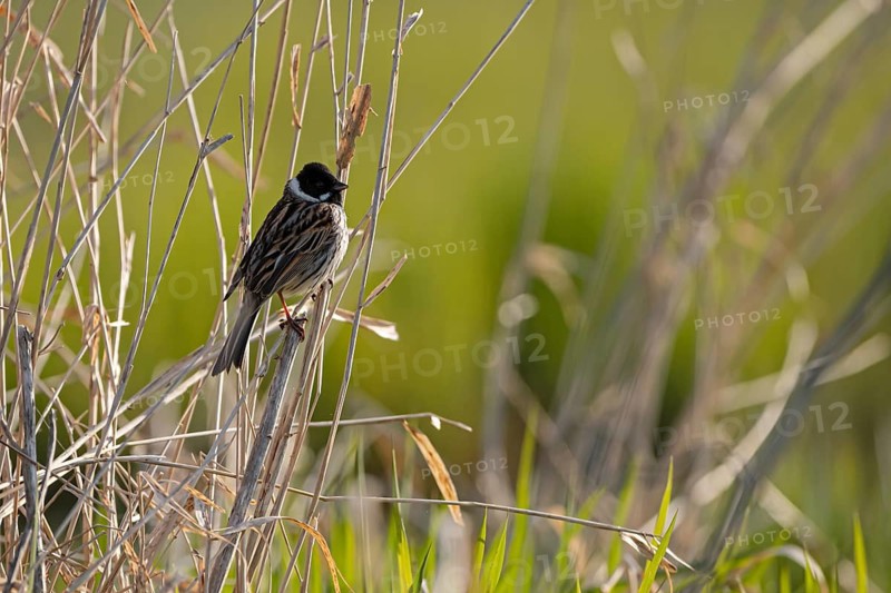 Reed bunting (Emberiza schoeniclus), male, backlit, Ochsenmoor, Dümmer, Lemförde, Lower Saxony, Germany
