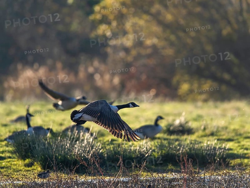 Canada Goose (Branta canadensis) birds in flight over Marshes at winter time