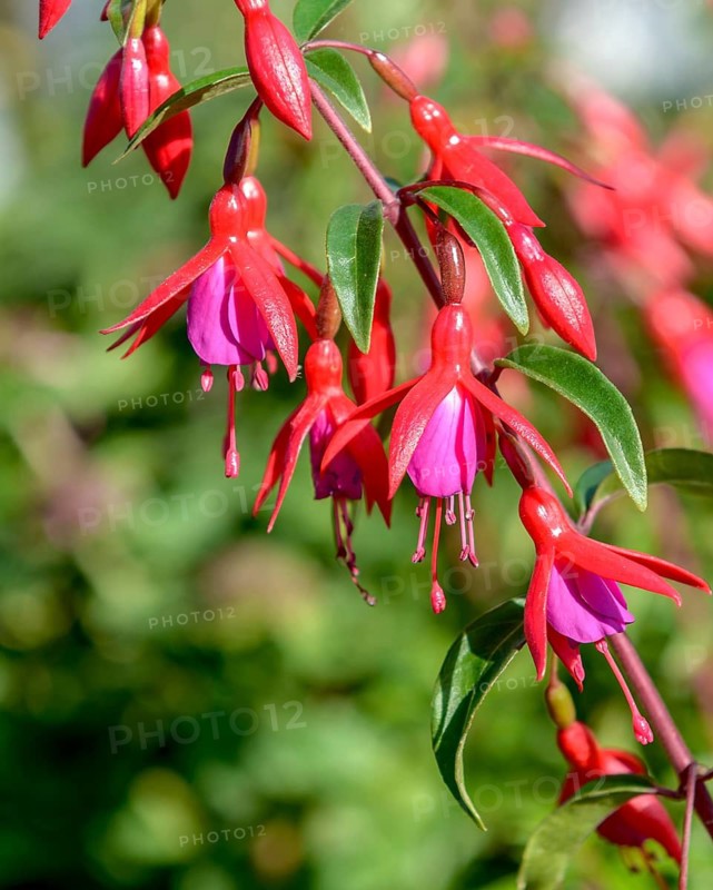 Fuchsia (Fuchsia 'Bernisser Hardy'), Kühne garden centre, Germany