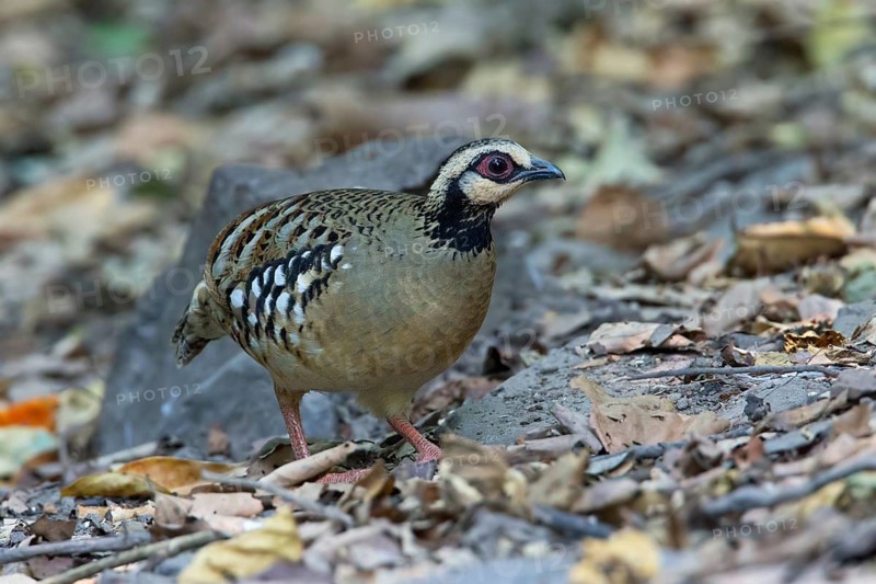 Bar-backed Partridge (Arborophila brunneopectus), Kaeng Krachan, Thailand