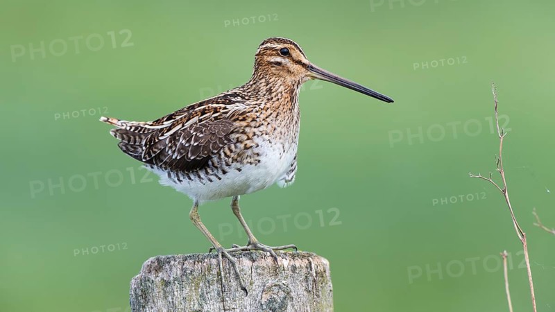 Common Snipe (Gallinago gallinago) perched on a post, Lower Saxony, Germany