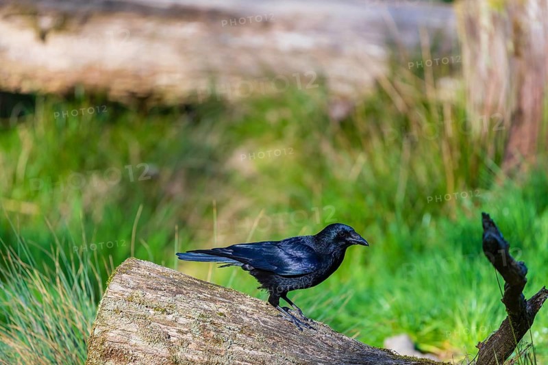 One carrion crow (Corvus corone) standing on a log. A green meadow in the background