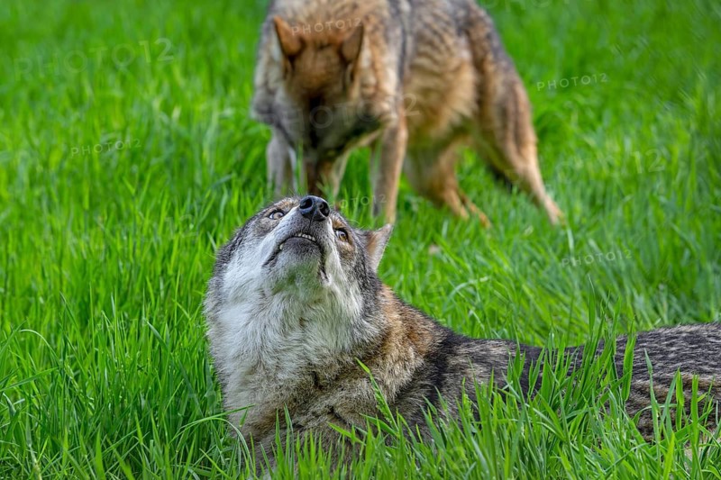 Two Eurasian wolves, European grey wolves (Canis lupus lupus) resting in meadow, grassland