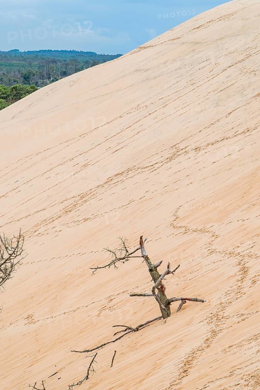A vast, textured surface of the Grande Dune du Pilat, the tallest sand dune in Europe, located in France, featuring a solitary, weathered tree amidst the massive sandy landscape under a clear blue sky