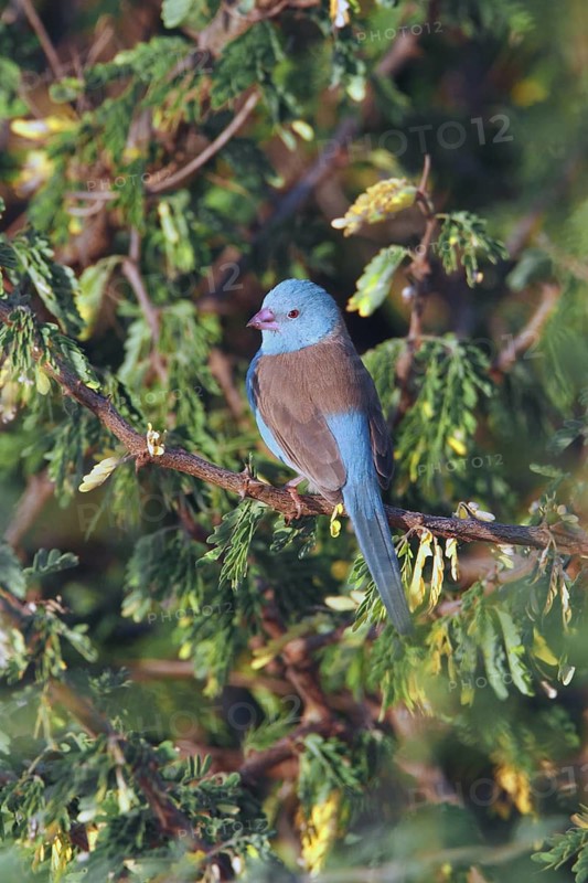 Blue-capped Cordon-bleu (Uraeginthus cyanocephalus) male, Samburu, Kenya
