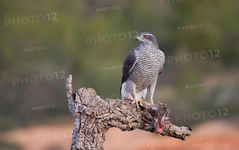 A Northern Goshawk female stands confidently on a tree stump with its fresh prey, displaying its sharp features and intense gaze against a natural blurred background