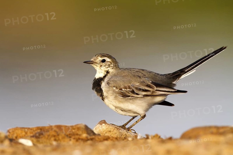 White Wagtail (Motacilla alba), Castile-La Mancha, Spain