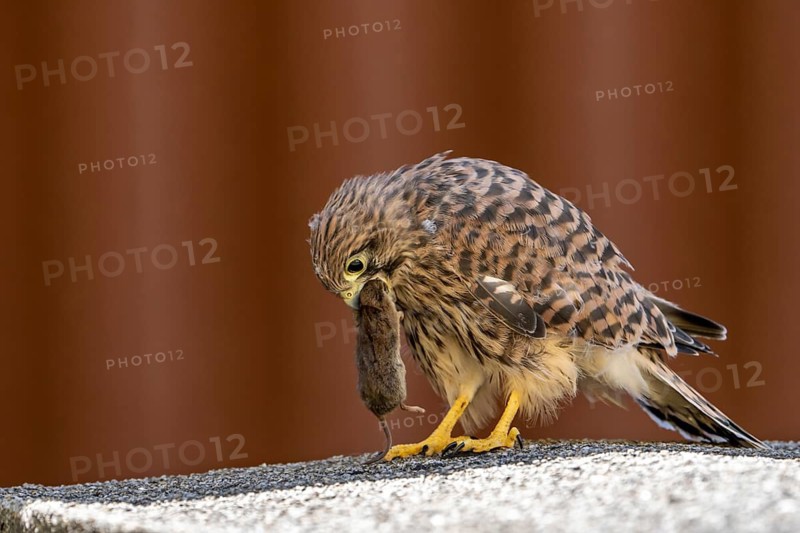 Common kestrel (Falco tinnunculus), young bird just becoming airworthy sits on a wall and eats a mouse, Vulkaneifel, Rhineland-Palatinate, Germany