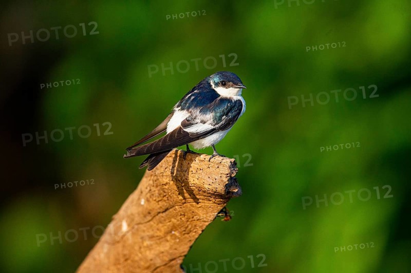Cayenne Swallow (Tachycineta albiventer) Pantanal Brazil