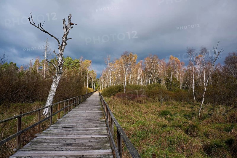Federsee lake footbridge, Federsee nature reserve, UNESCO World Heritage Site, Bad Buchau, Upper Swabia, Baden-Württemberg, Germany
