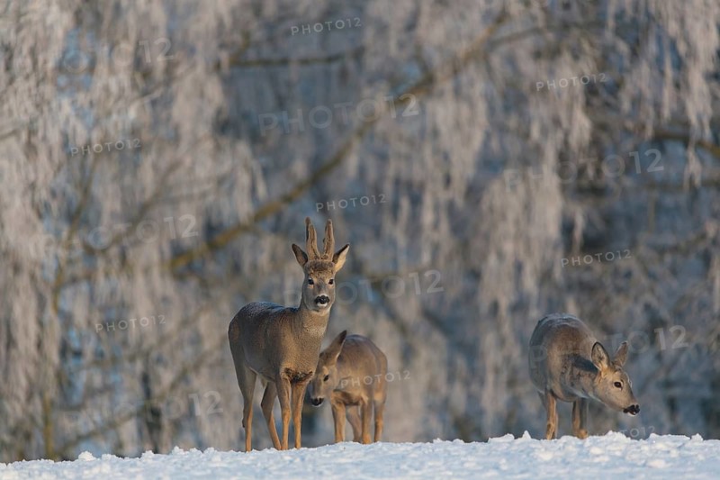 Two female and one male Roe Deer, (Capreolus capreolus), walking over a snowy meadow. Snow covered trees in the background
