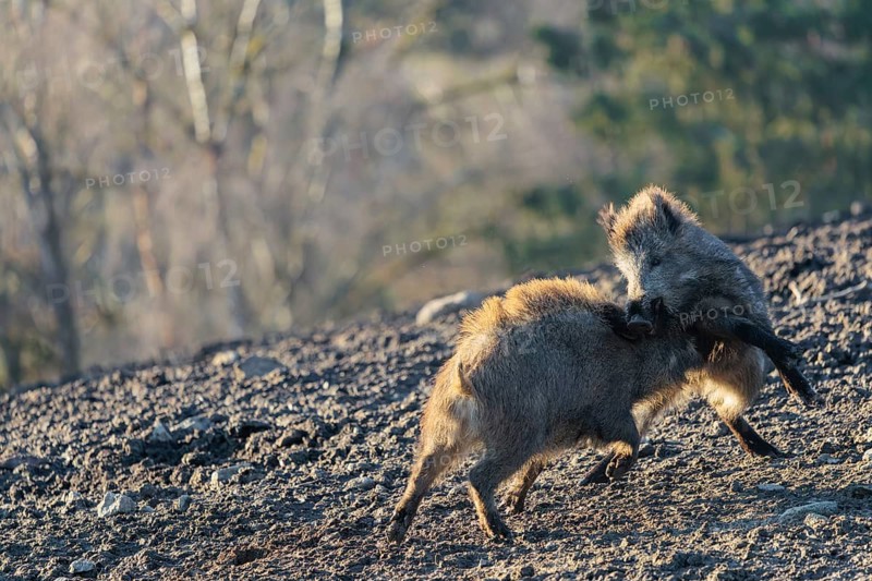 Two young wild boars (Sus scrofa) play fighting and dominance on a frozen field on a sunny day. A forest can be seen in the background