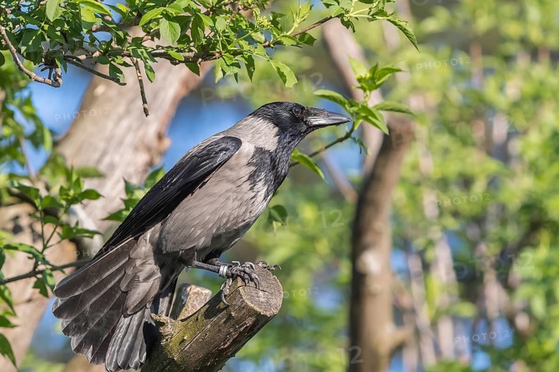One hooded crow (Corvus cornix), sitting on a branch of a tree in bright sunlight with green vegetation in the background