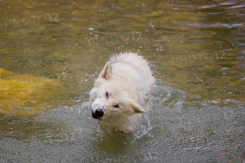 An Arctic wolf (Canis lupus arctos) stands in a pool of water below a small waterfall and shakes off the water from his fur